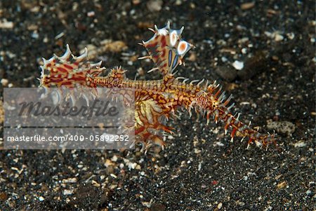 The view of a ghost pipefish on volcanic sand on the sea bed, Solawesi, Indonesia