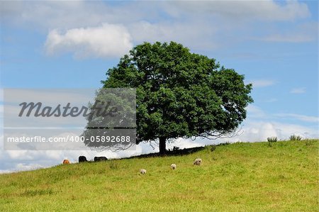 Lone tree with cows and sheep