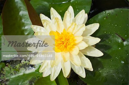 Yellow lotus flower