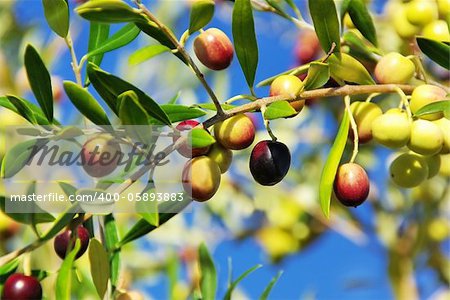 Olives on branch at Portugal.