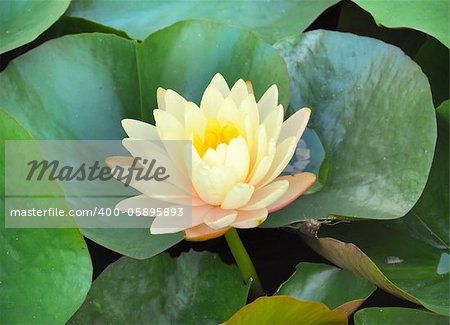 Blooming yellow lotus flower