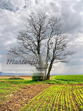 Very old border tree standing in the middle of fields