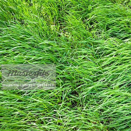 Surface of fresh and growing green grass
