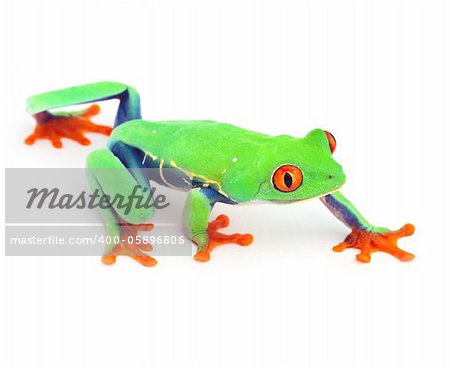 red eye treefrog frog crawling macro isolated exotic curious animal bright vivid colors of tropical rain forest Costa Rica cute and funny amphibian