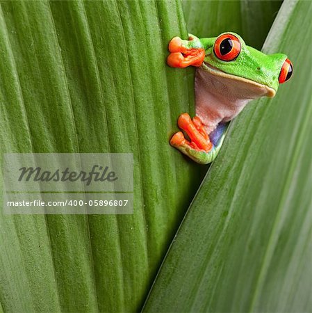 curious red eyed tree frog hiding in green background leafs Agalychnis callydrias exotic amphibian macro treefrog copyspace