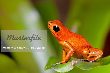 frog orange poisonous animal of rain forest panama Exotic poison dart frog terrarium pet