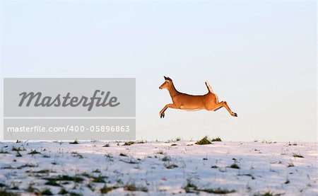 Deer leaping in flight