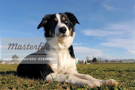 portrait of purebred border collie in the nature