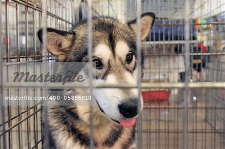 sad Alaskan Malamute closed inside pet carrier