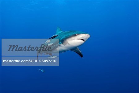 The view of a bull shark swimming along, Pinnacles, Mozambique