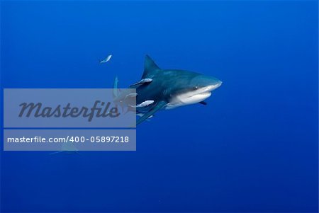 The front view of a bull shark and fish closing in, Pinnacles, Mozambique