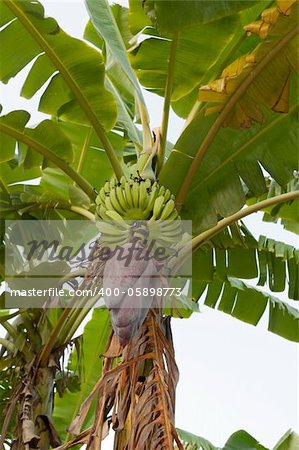 Bud and bananas bunch with green and yellow leaves