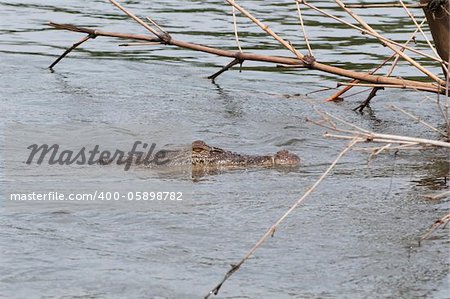 Wild Asian crocodile in a river, Sri Lanka