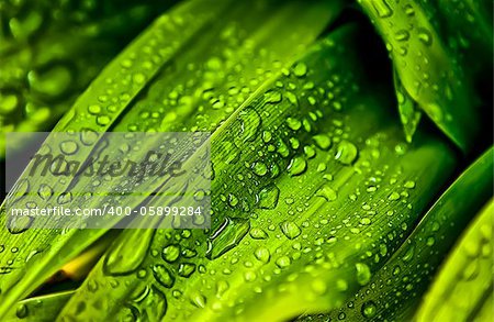 a lot of water drops over a green leaf