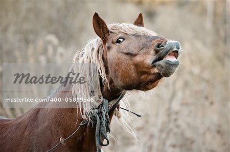 A beautiful horse in the countryside