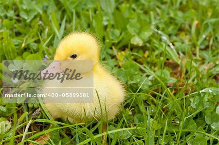 Small yellow duckling outdoor on green grass