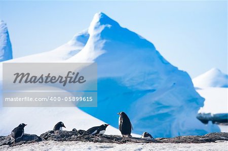 penguins resting on the stony coast of Antarctica