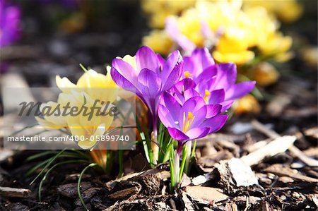 Purple and yellow crocus in garden