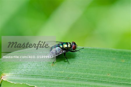 fly in green nature or in the city