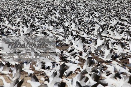 Thousands of migrating snow geese flying off at Middle Creek Wildlife Management Area, PA, USA.