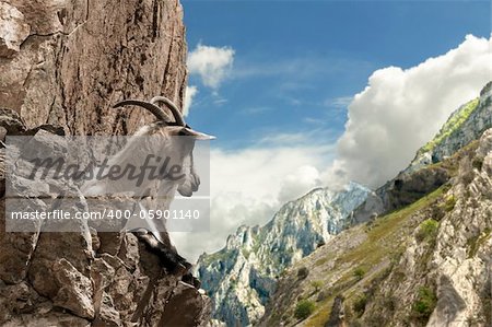 goat in mountains rests watching the landscape