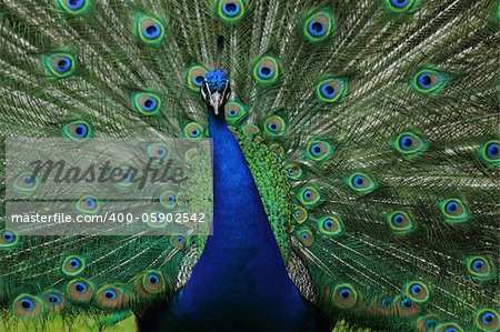 nice blue and green peacock