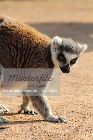 lemur monkey as nice animal living in Madagaskar