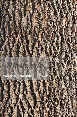 Fragment the bark of the old tree