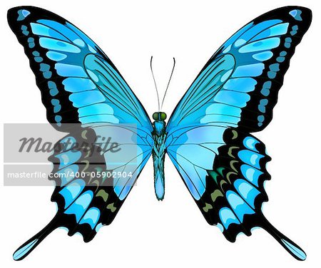 Beautiful vector isolated blue butterfly