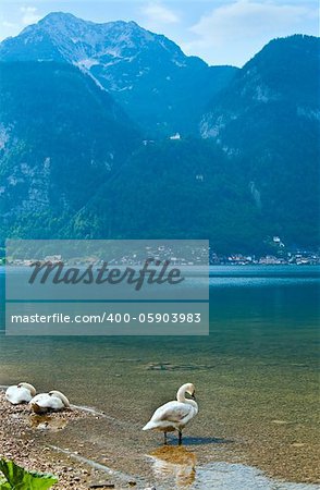 Beautiful summer Alpine  lake Hallstatter See view and swans on shore (Austria)