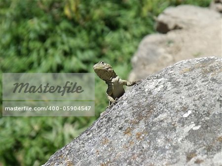 A lizard climbing across a large rock, pauses in the hot sun to look around at Macchu Picchu, Peru, South America.
