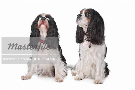 Two Cavalier King Charles Spaniels in front of white background