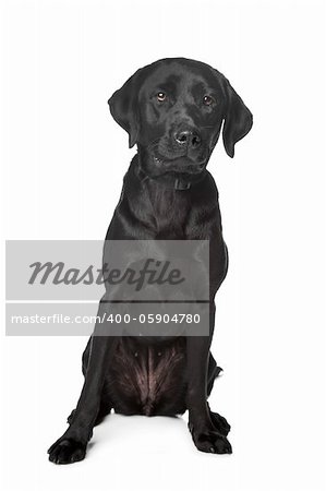 Black Labrador Retriever in front of a white background