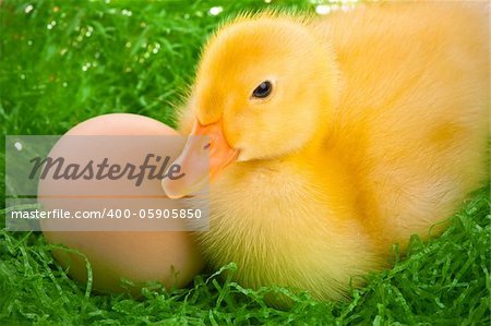 newborn duckling in the nest