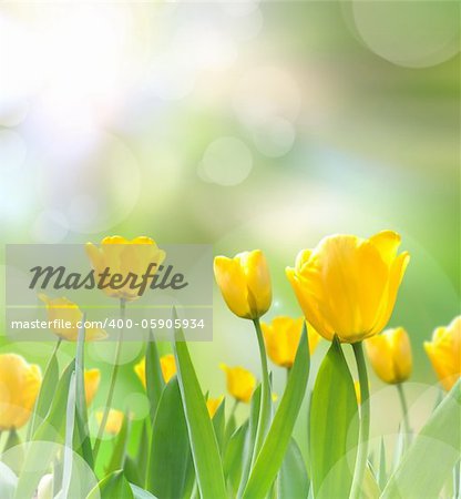 beautiful yellow tulips with light reflect in morning