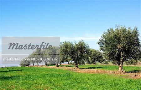 Olives tree at Portugal