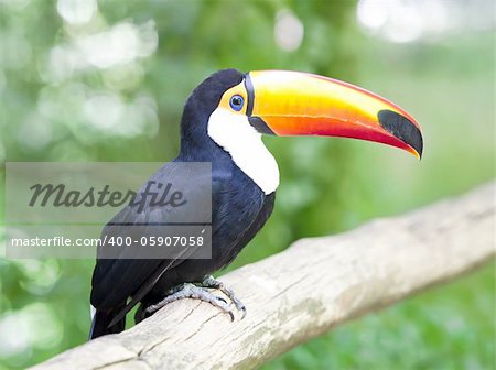 Gorgeous Toucan stopped looking around in the trunk.