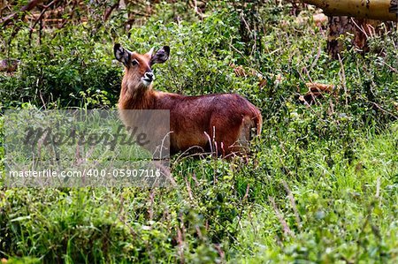 The Antelope in the Masai Mara park