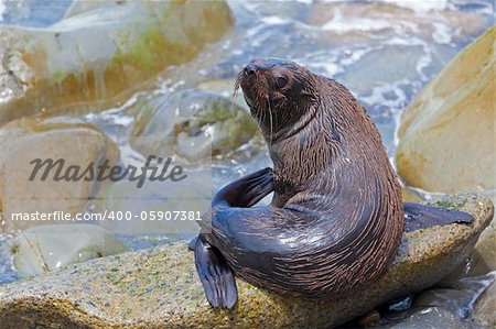 A Hooker's Sea Lion resting on a rock on the New Zealand coast.