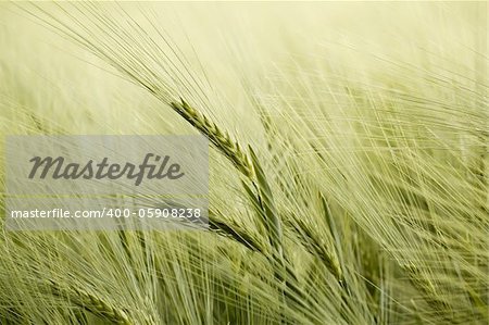 close up detail of organic green grains in summer time