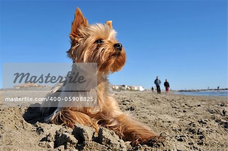 portrait of a purebred yorkshire terrier on the beach, walkers in the background