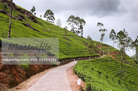 Shot of the countryside with tea plants and path