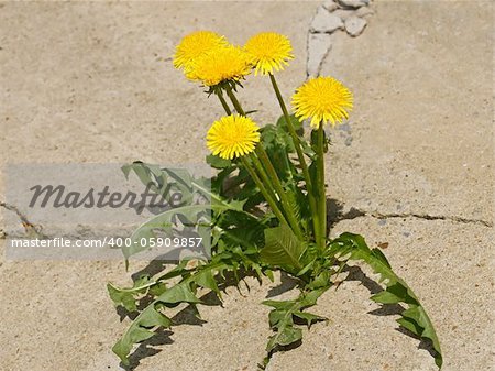 First spring dandelion flowers on a background of gray cracked concrete