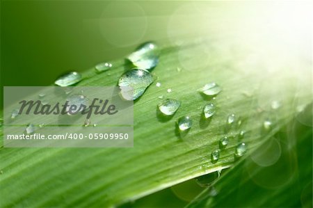 Green fresh grass with drop in summer sunlights