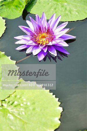 beautiful blossom purple lotus