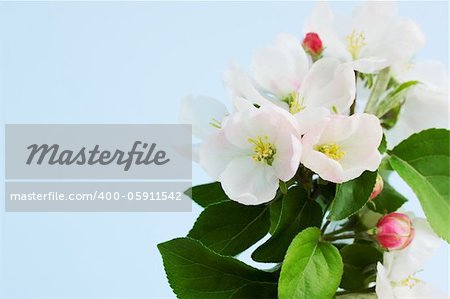 Branch of apple tree with the white flowers