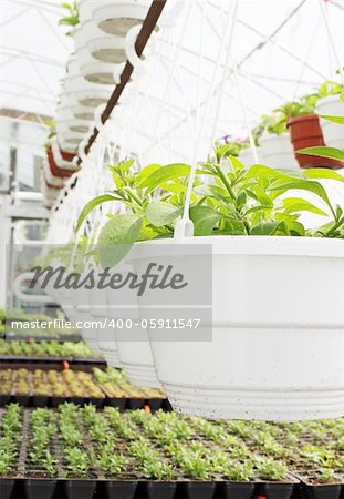 Young plants are grown in the hot-house