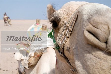 Tourist on camel in egyptian Sahara led by guide