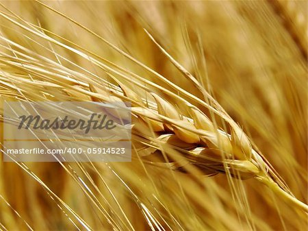 golden wheat field