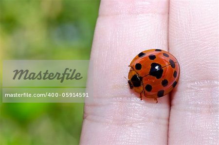 ladybug in hand and in the nature